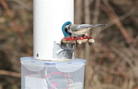 rfid bird tags|Tracking Backyard Birds .